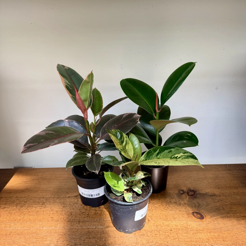 Ficus elastica sp. - Assorted (Rubber Plant - Assorted) - 4" Pot