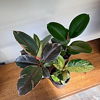 Ficus elastica sp. - Assorted (Rubber Plant - Assorted) - 4" Pot
