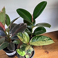 Ficus elastica sp. - Assorted (Rubber Plant - Assorted) - 4" Pot