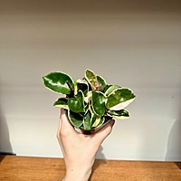 Hoya 'Krimson Queen Tricolour' (Hoya carnosa) - 4" Pot