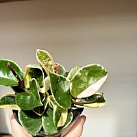 Hoya 'Krimson Queen Tricolour' (Hoya carnosa) - 4" Pot