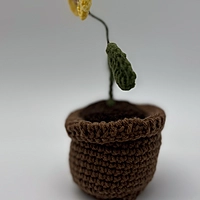 Sunflower in Bloom