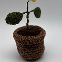 Sunflower in Bloom