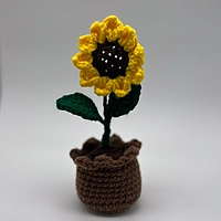 Sunflower in Bloom