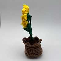Sunflower in Bloom