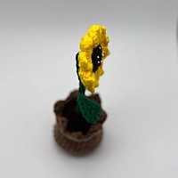 Sunflower in Bloom