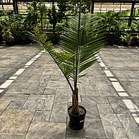 Ravenea rivularis (Majesty Palm) - 12" Pot Multi