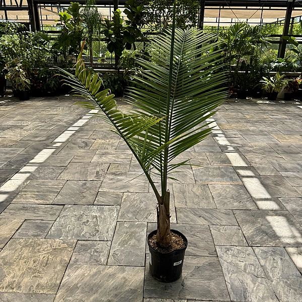 Ravenea rivularis (Majesty Palm) - 12" Pot Multi