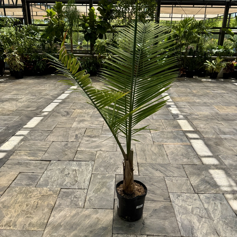 Ravenea rivularis (Majesty Palm) - 12" Pot Multi
