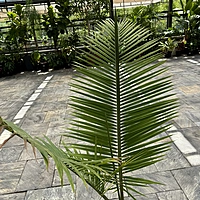 Ravenea rivularis (Majesty Palm) - 12" Pot Multi