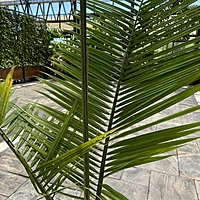 Ravenea rivularis (Majesty Palm) - 12" Pot Multi