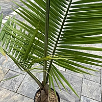 Ravenea rivularis (Majesty Palm) - 12" Pot Multi