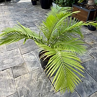 Ravenea rivularis (Majesty Palm) - 14" Pot Multi