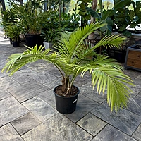Ravenea rivularis (Majesty Palm) - 14" Pot Multi