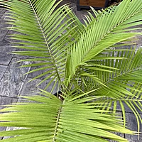 Ravenea rivularis (Majesty Palm) - 14" Pot Multi