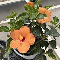 Hibiscus 'Double Peach' (Hibiscus rosa-sinensis 'Double Peach') - 10" Pot - Bush