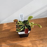 Venus Fly Trap (Dionaea muscipula) - 3.5" Pot