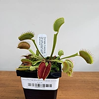 Venus Fly Trap (Dionaea muscipula) - 3.5" Pot