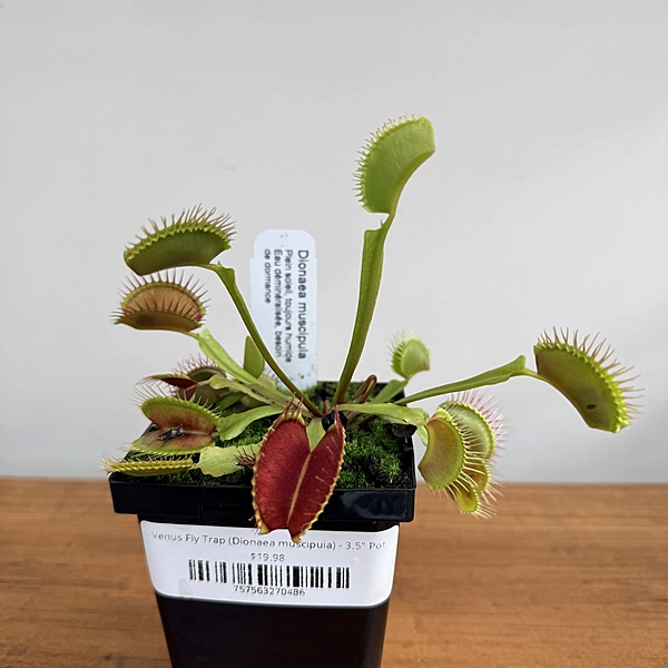 Venus Fly Trap (Dionaea muscipula) - 3.5" Pot