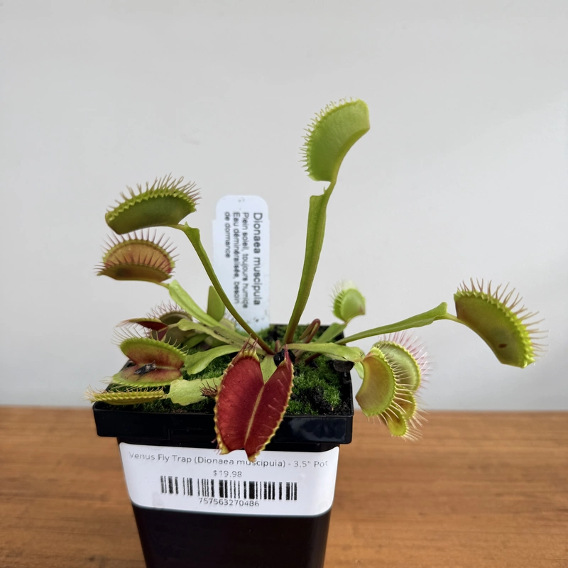 Venus Fly Trap (Dionaea muscipula) - 3.5" Pot