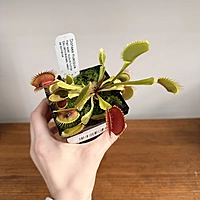 Venus Fly Trap (Dionaea muscipula) - 3.5" Pot