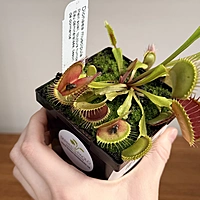 Venus Fly Trap (Dionaea muscipula) - 3.5" Pot