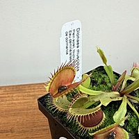 Venus Fly Trap (Dionaea muscipula) - 3.5" Pot