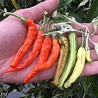Semences de piments INTERGALACTIC ORANGE