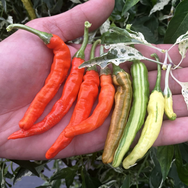 Semences de piments INTERGALACTIC ORANGE