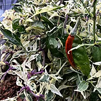 Semences de piments INTERGALACTIC RED
