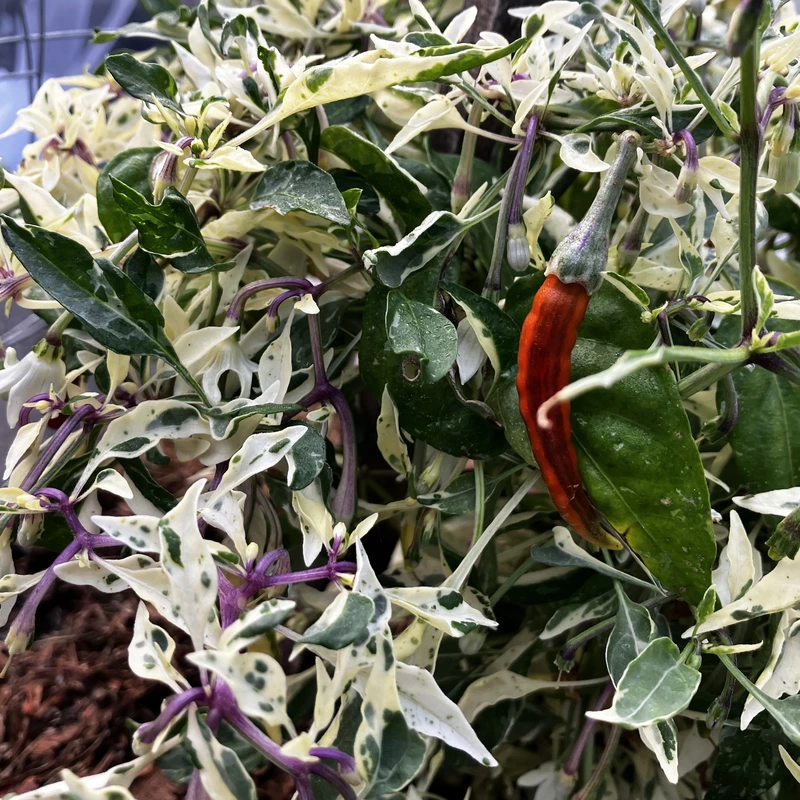 Semences de piments INTERGALACTIC RED