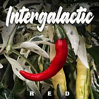 Semences de piments INTERGALACTIC RED