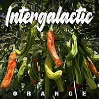 Semences de piments INTERGALACTIC ORANGE