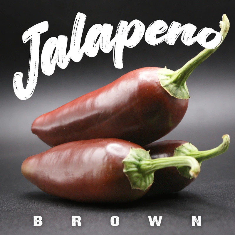 Semences de piments JALAPENO BROWN