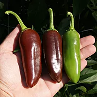 Semences de piments JALAPENO BROWN