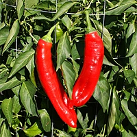 Semences de piments JALAPENO CHERNOBYL