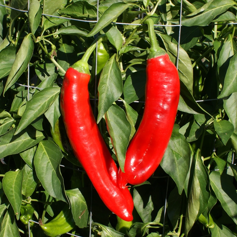 Semences de piments JALAPENO CHERNOBYL