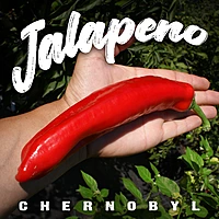 Semences de piments JALAPENO CHERNOBYL