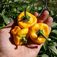Semences de piments JAMAICAN YELLOW MUSHROOM