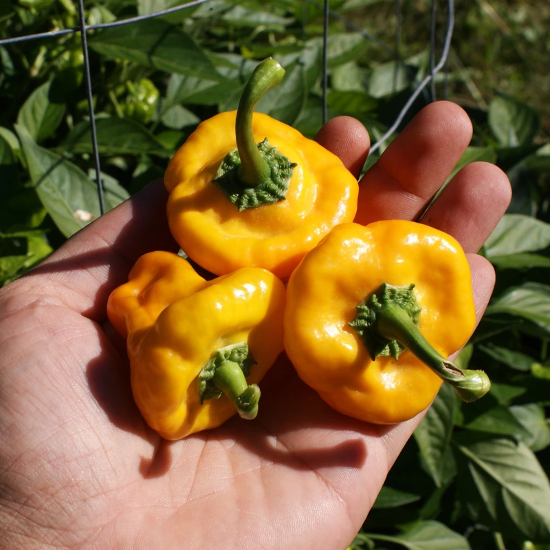 Semences de piments JAMAICAN YELLOW MUSHROOM