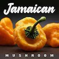 Semences de piments JAMAICAN YELLOW MUSHROOM