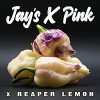 Jay's X pink X reaper yellow