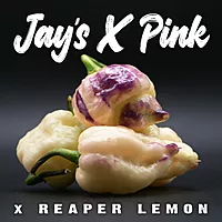 Jay's X pink X reaper yellow