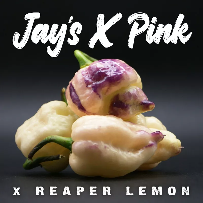 Jay's X pink X reaper yellow