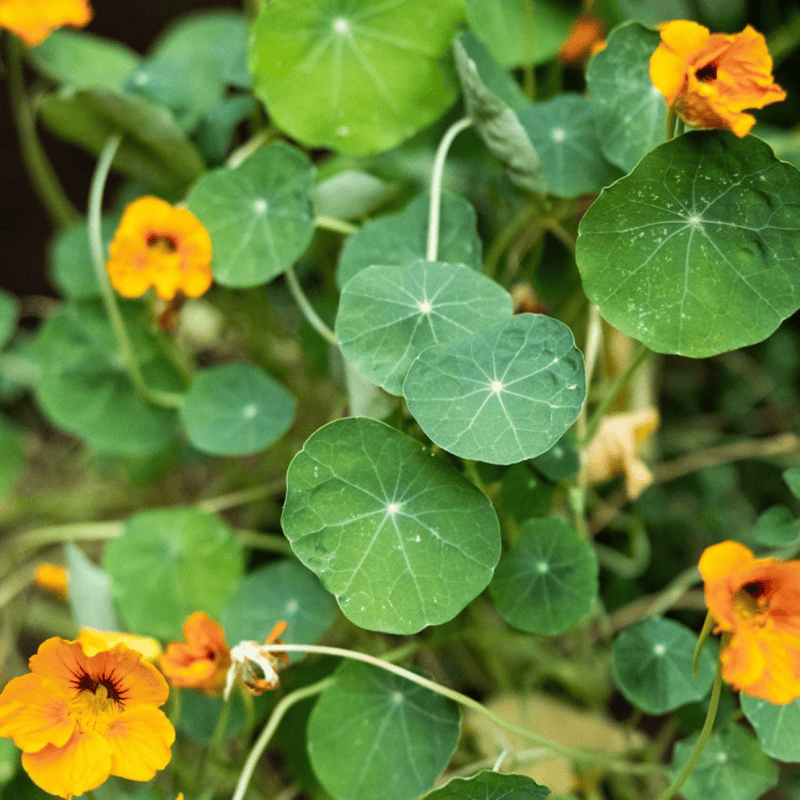 Nasturtium ‘Shades of Green’ (Tropaeolum minus ‘Shades of Green’)