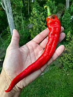 Semences de piments LONG CAYENNE