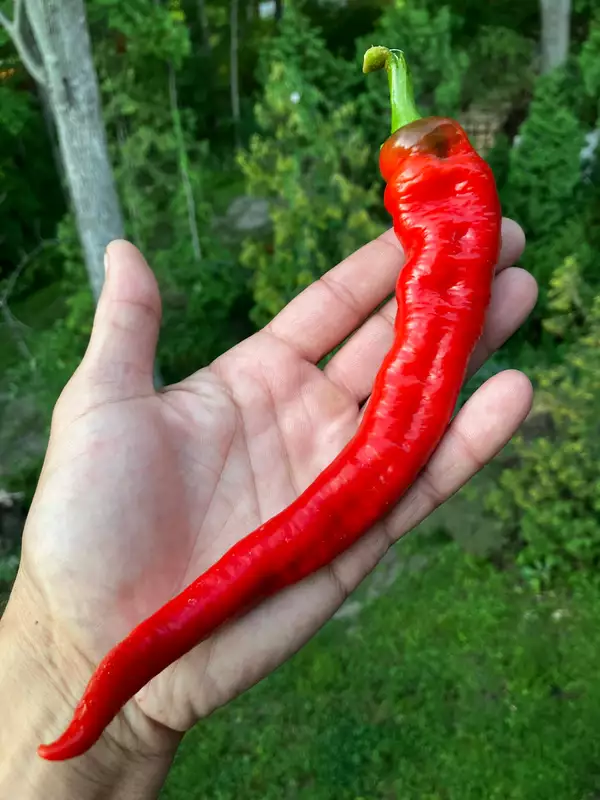Semences de piments LONG CAYENNE