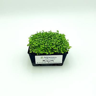 Mizuna Green (Brassica rapa var. japonica)