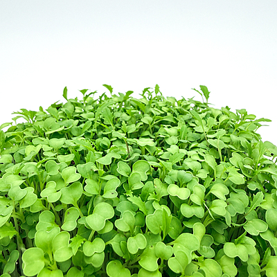 Mizuna Green (Brassica rapa var. japonica)