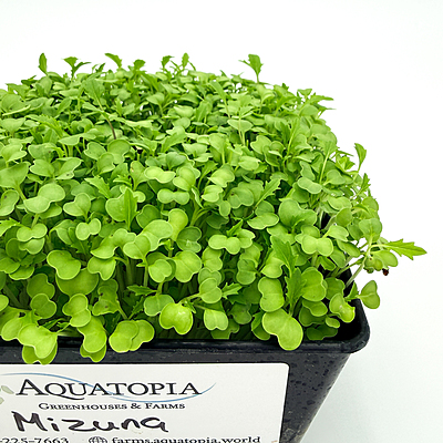 Mizuna Green (Brassica rapa var. japonica)
